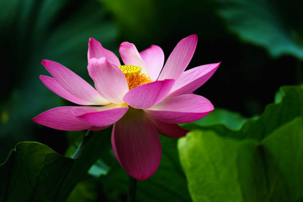 istock Chinese beauty: Pink lotus in sunlight with green leaf 2165577299