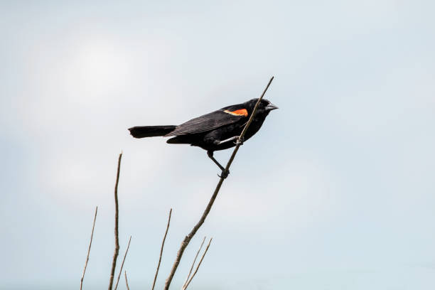 istock Male red-winged blackbird perched with blue sky background 2165577325