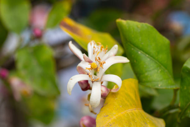 istock Lemon flower on the tree with blurred flowers background 2165578544