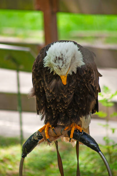 Large bald eagle close up taken in zoo in Spain