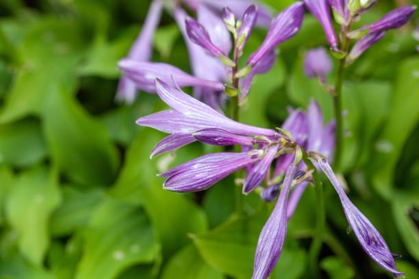 istock Flowers of a Hosta minor 2165579831