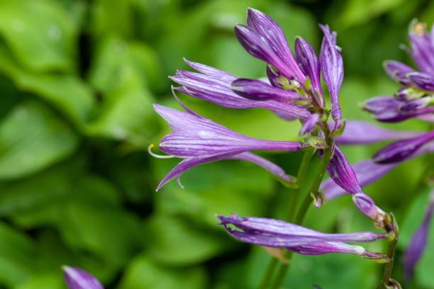 istock Flowers of a Hosta minor 2165579869