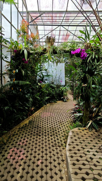 istock Lush Green Pathway with Vibrant Orchids and Greenery Inside a Tranquil Greenhouse with Sunlit Glass Roof 2165579998