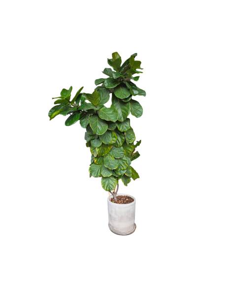 istock Fiddle leaf fig in ceramic pot isolated on white background. Teak leaf banyan tree.
Plants growing in pots or planters. beautiful natural home decorations. Interior design 2165580488