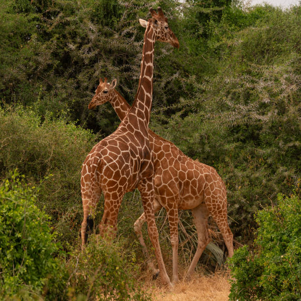 istock Giraffes Crossing at Samburu National Reserve 2165583334