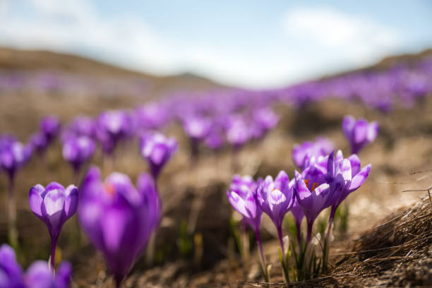 istock Crocus flowers on spring Ukrainian Carpathians mountains 2165584654