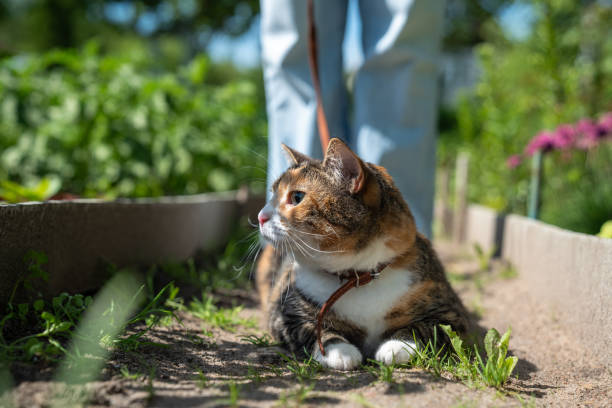 istock Frightened domestic cat on harness walking outdoors for first time, curious about sounds and smells 2165584870