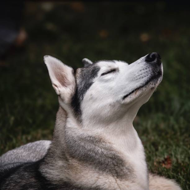 istock Husky Enjoy the outdoors 2165585986