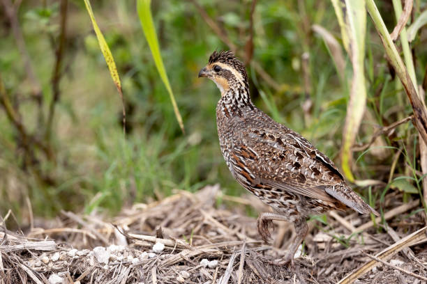 istock Northern Bobwhite Quail 2165586318