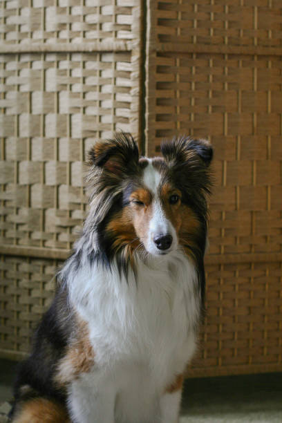istock Winking Sheltie Dog Looking at Camera with Woven Backdrop 2165586332