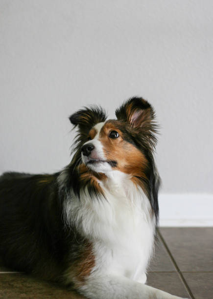 istock Sheltie Dog Looking Upwards, Resting on Brown Tile with Gray Wall Background 2165586335