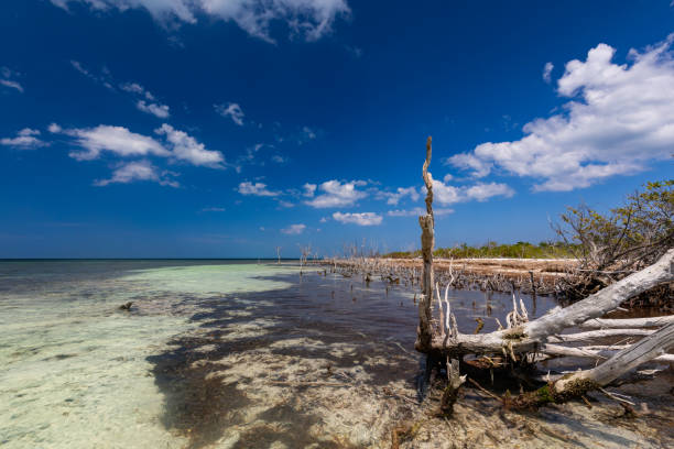 istock Mangrove forests in Cuba 2165586509