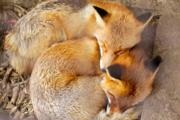 istock Two Fennec fox sleeping together. Red fox, vulpes vulpes, small young cubs. Cute little wild predators in natural environment. Brotherhood of animals in wilderness. Foxes in zoo. Top view 2165586666