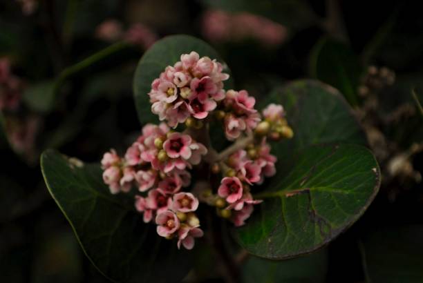 istock Close up pink flowers against leafy background 2165587091