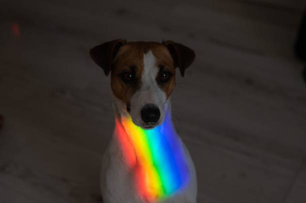 istock Rainbow rays on the muzzle of a Jack Russell Terrier dog. 2165587158