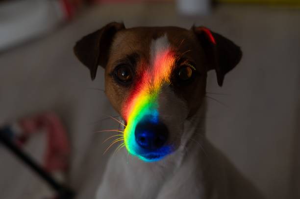 istock Rainbow rays on the muzzle of a Jack Russell Terrier dog. 2165587289