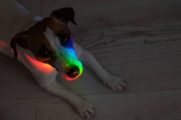 istock Rainbow rays on the muzzle of a Jack Russell Terrier dog. 2165587362