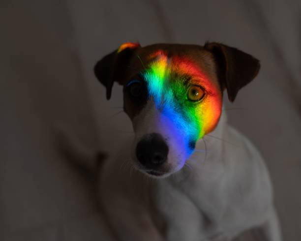 istock Rainbow rays on the muzzle of a Jack Russell Terrier dog. 2165587420
