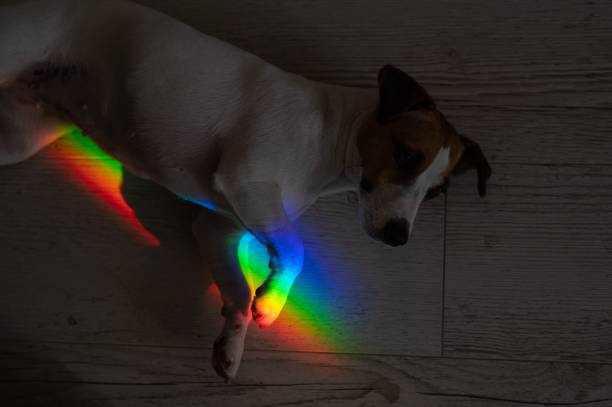 istock Rays of a rainbow on a lying dog Jack Russell Terrier. 2165588206