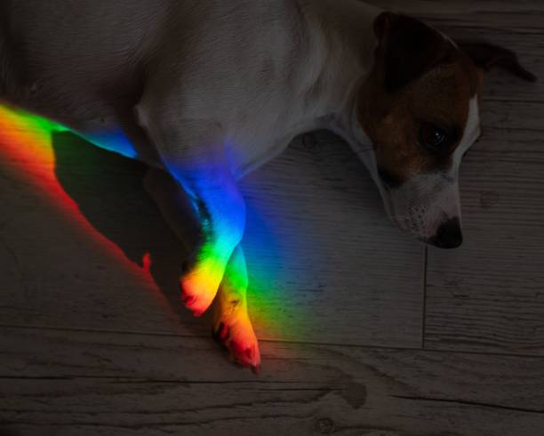 istock Rays of a rainbow on a lying dog Jack Russell Terrier. 2165588238