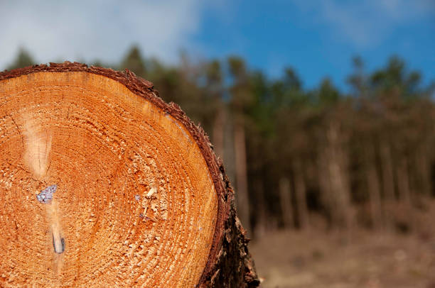 Close up Conifer tree cross section