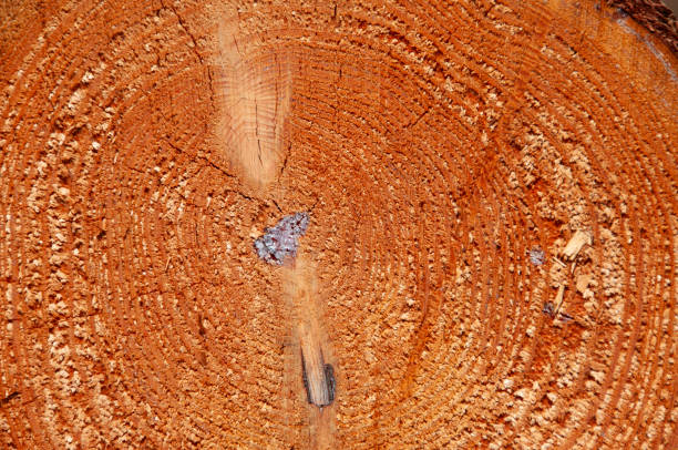 Close up Conifer tree cross section
