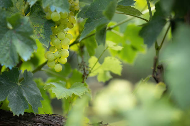 A close-up of yellow grapes growing on a vine, surrounded by lush green leaves. The image captures the freshness and natural beauty of the grapes in a vineyard setting.