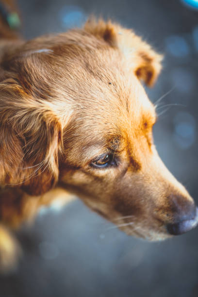 istock nova scotia retriever in the forest in winter 2165589199