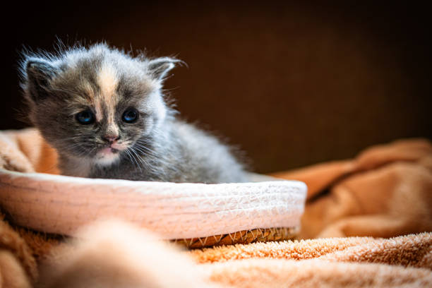 Curious Kitten Exploring a Cozy Woven Basket During a Soft Afternoon Light.