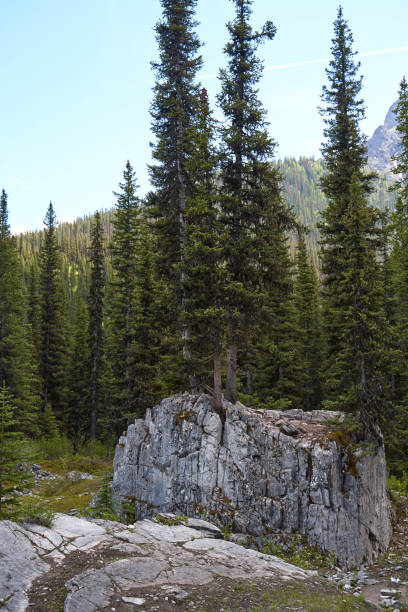 A wild coniferous forest grows through rocks in the Alberta Rocky Mountains in Canada