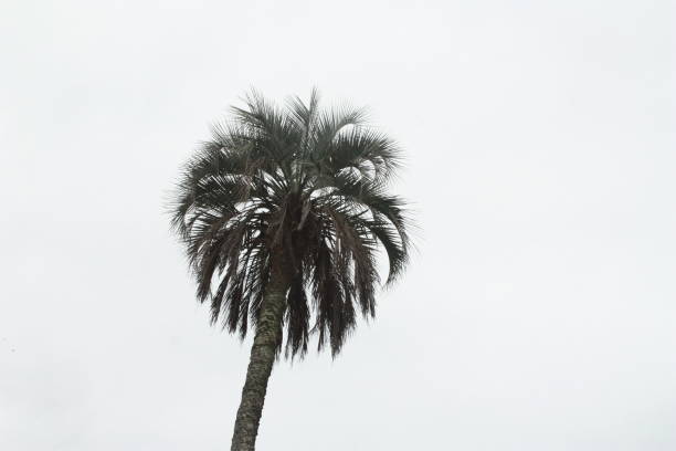 a lone palm tree against the chalk-colored sky