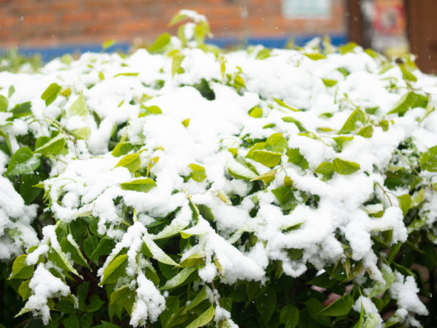 istock spring flowers covered with snow, cold summer 2165590459