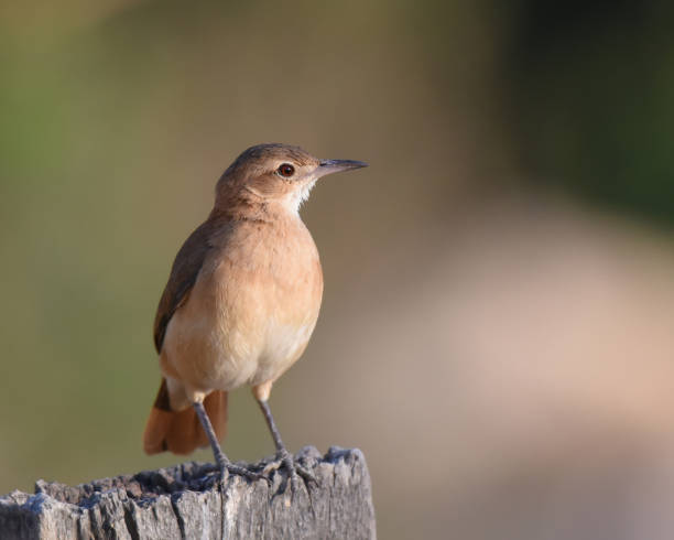 istock The Rufous Hornero (Furnarius rufus) is common and widespread in open and semi-open areas 2165590476