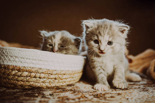 istock Two Adorable Kittens Resting Comfortably on a Soft Rug in Cozy Indoor Setting 2165590620