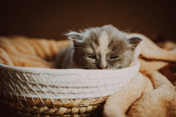 istock Playful Kitten Napping Soundly in Cozy Basket Surrounded by Soft Textiles 2165590988