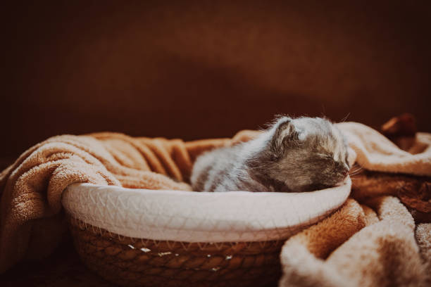 istock Playful Kitten Napping Soundly in Cozy Basket Surrounded by Soft Textiles 2165591038