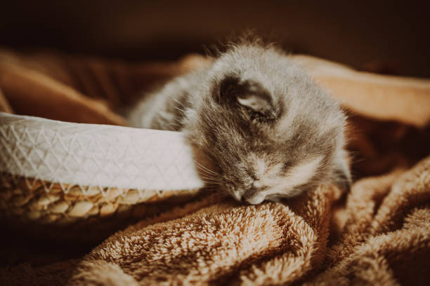 istock Curious Kitten Exploring a Cozy Woven Basket During a Soft Afternoon Light 2165591926