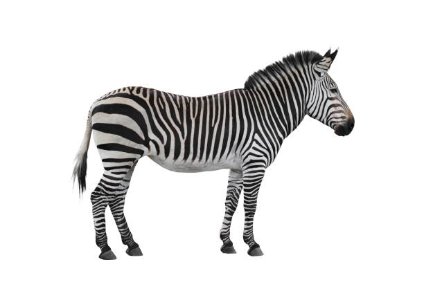 Zebra animal isolated on white background Zebra animal isolated on white background zebra stock pictures, royalty-free photos & images