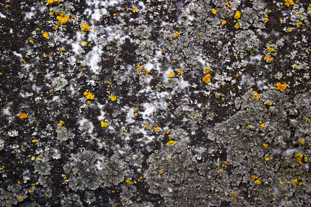 Grunge stone background with dark stone and yellow moss