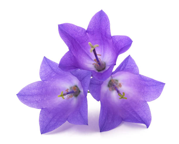 istock Bellflowers flowers 2165593164