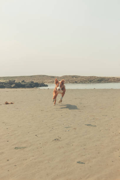 istock Playful pet dog on beach 2165593412