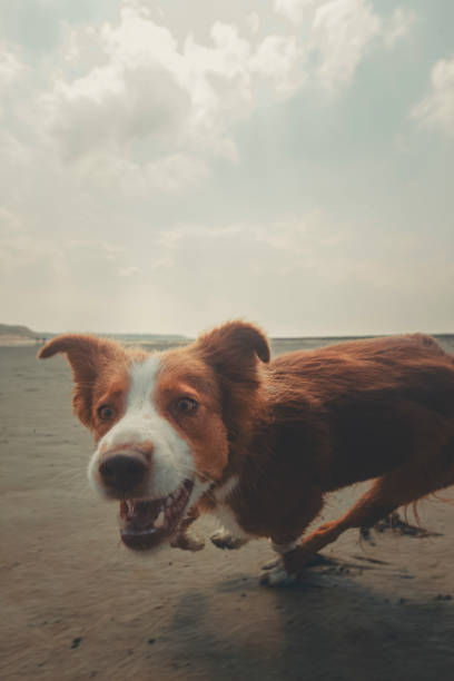 istock Playful pet dog on beach 2165593440