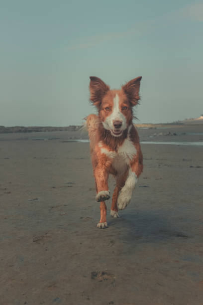 istock Playful pet dog on beach 2165593452