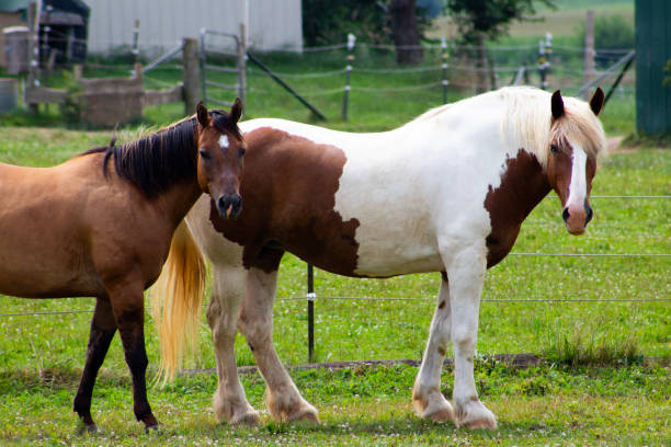 istock 2 horses looking at the camera while standing next to each other in a field 2165593587
