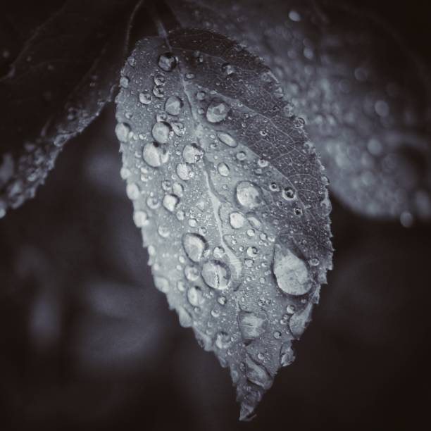 Black and white water droplets on leaf