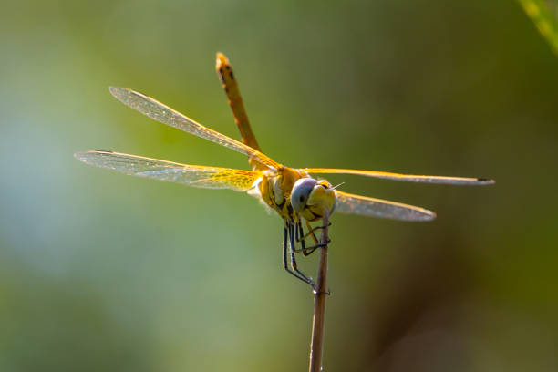 Macro photo of dragonfly.  Insect with wings.  Dragonfly with colorful wings.