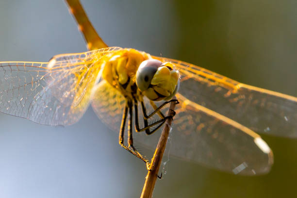 Macro photo of dragonfly.  Insect with wings.  Dragonfly with colorful wings.