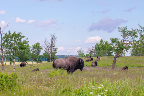 A peaceful scene of bison grazing and resting in a lush green meadow under a bright blue sky.