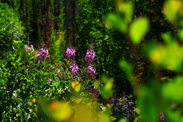 Pink Vibrant Fireweed Wildflowers in Mountain Meadow - Scenic landscape with views of pink/magenta colored wildflowers and mountain views toward the end of summer in the mountains. layers of pink and green with other colorful wildflowers mixed in. A summer mountain landscape up high at altitude.