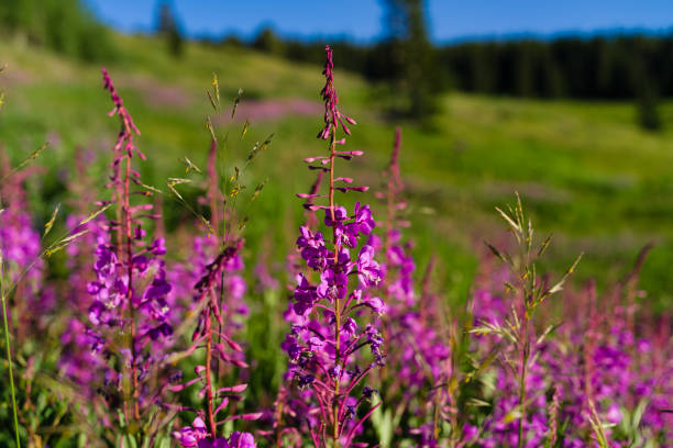 istock Pink Vibrant Fireweed Wildflowers in Mountain Meadow 2165595501